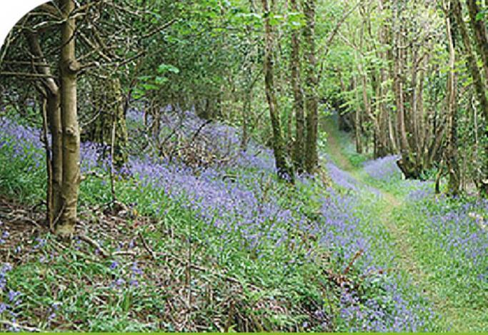 Peregrine Lodge - Idillic Cornwall Retreat Лискард Екстериор снимка